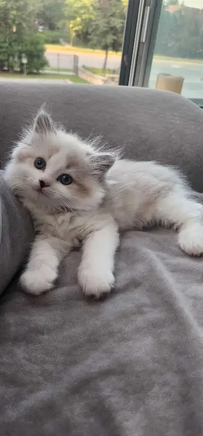 Beautiful ragdoll kittens , View more