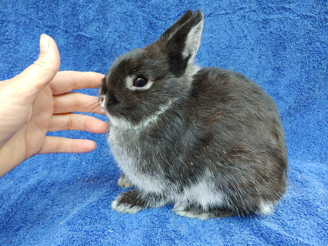 EXTRAORDINARY baby Netherland dwarf, Lionhead, Holland lop bunny in Small Animals for Rehoming in Kingston - Image 2