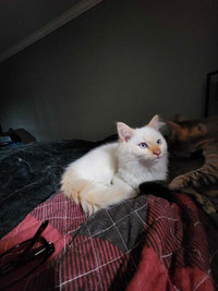 2 flame point male kittens