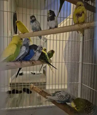( Only few left) kingdom of Multicolors Budgies, View more
