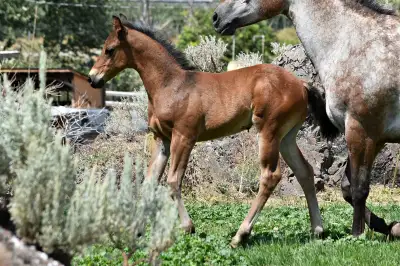 Super Fancy Bay ApHCC Colt, View more