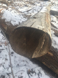 Oak logs dry or green
