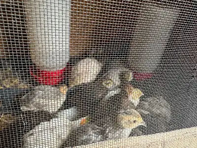 Hi everyone I have chicks that Hatched June 11 th , they are fancy chicks almost 4 weeks old; now Ch...