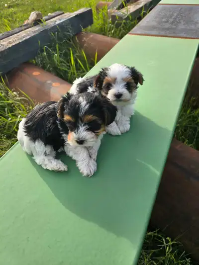 Non- shedding Hyperalagenic yorky terrier puppy's, please contact Pamela (403)596-5082 ,2 males avai...