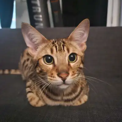 Bengal Savanah H2 Mix Cat, View more