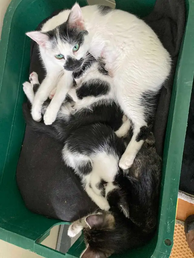 VERNON, BC $30-$190 PRICES NEGOTIABLE in Cats & Kittens for Rehoming in Vernon - Image 11