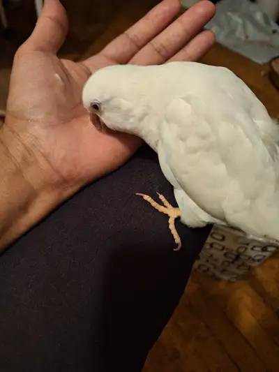 birds parrot parakeets pet for adoption sale home, View more