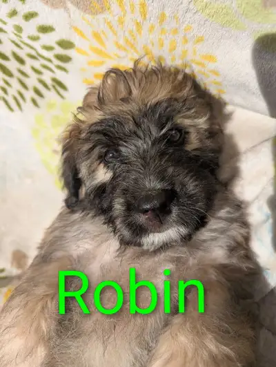 Aussie-Wheaton, View more