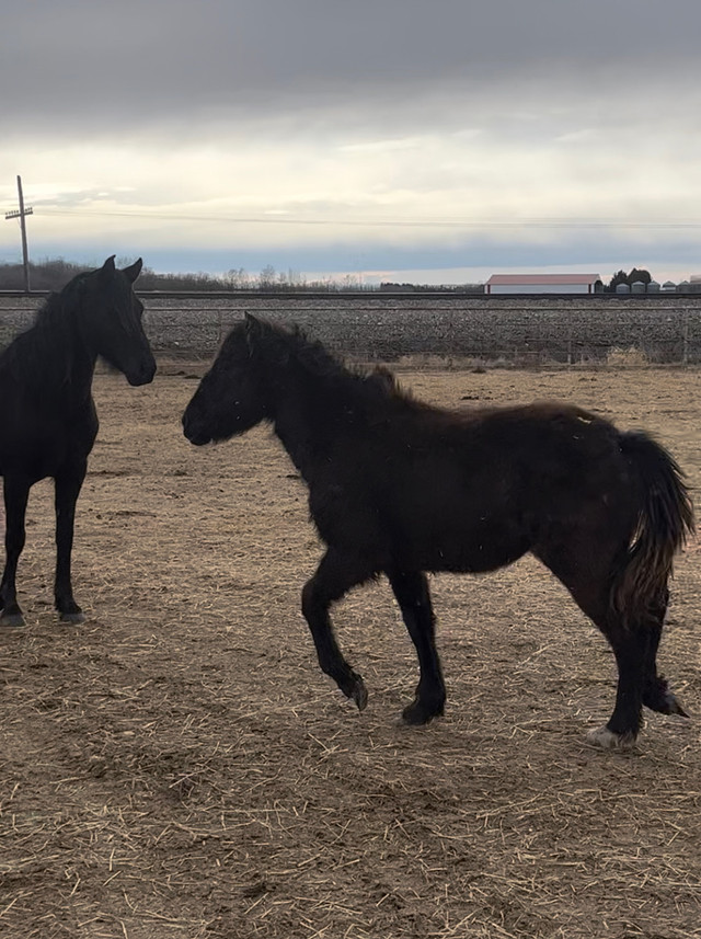 Draft filly in Horses & Ponies for Rehoming in Edmonton
