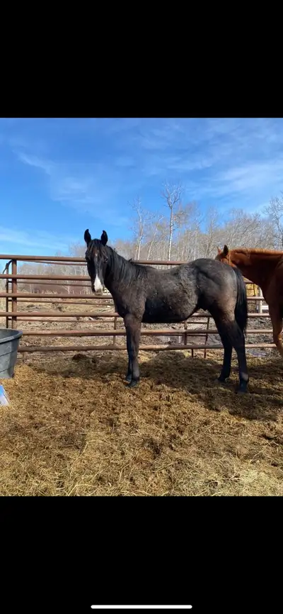 Gelded AQHA Yearling Been handled. Leads and ties Too many projects to keep them all Should mature ~...