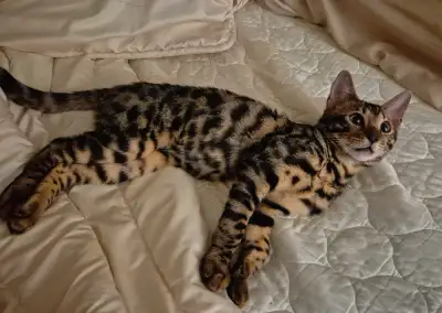 Chaton Bengale et chaton Forêt Norvégienne, View more