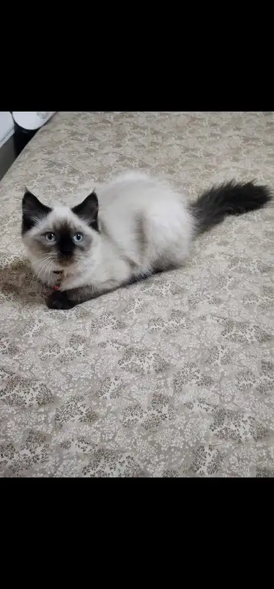 ragdoll cats, View more