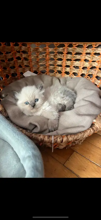 scottish fold kittens, View more