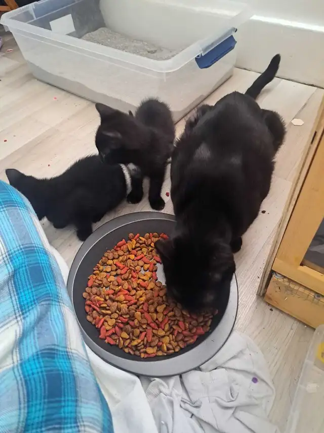 Kittens ready  with first shots in Cats & Kittens for Rehoming in St. Catharines - Image 3
