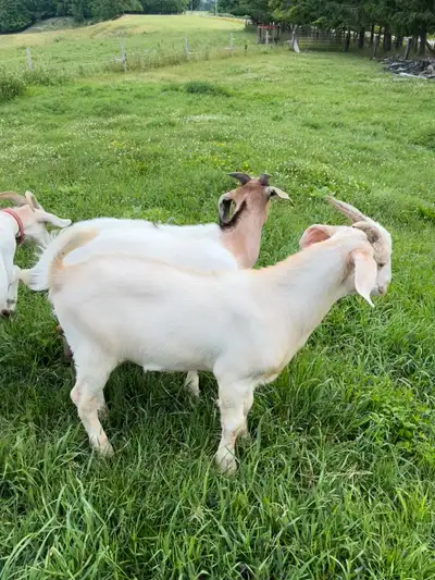 Male Goats, View more
