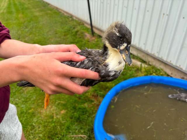 21/2 month old call ducks! in Livestock in Hamilton - Image 3