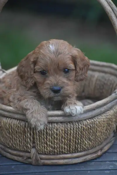 Cute n Cuddly Cockapoo puppies, View more