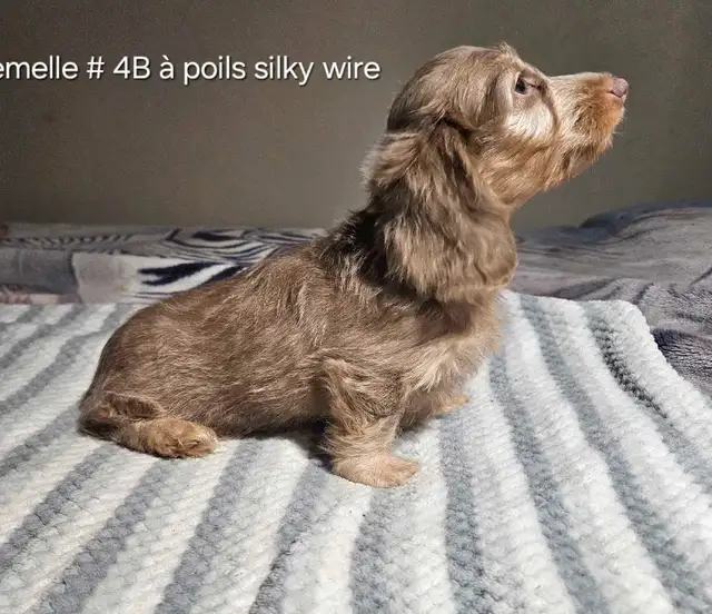chiots teckel dachshund puppies in Dogs & Puppies for Rehoming in Victoriaville - Image 6