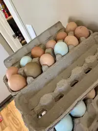 Colourful hatching eggs