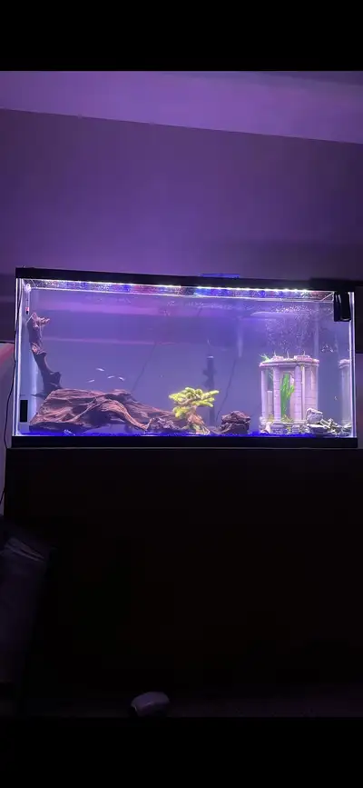90-Gallon Aquarium Complete Setup – Fluval FX4, Solid Wood Stand, View more