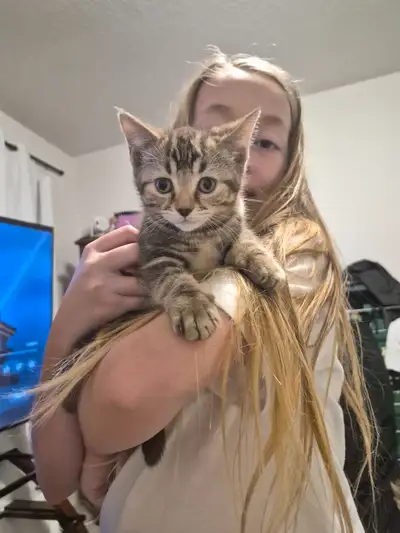 2 Girl kittens, View more