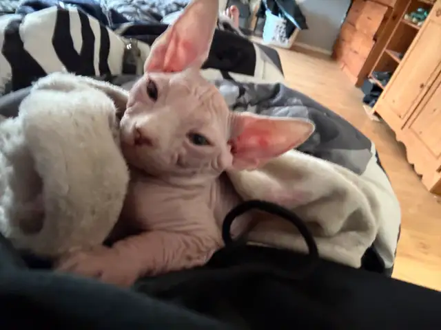 SPHYNX chat in Cats & Kittens for Rehoming in Laurentides - Image 4