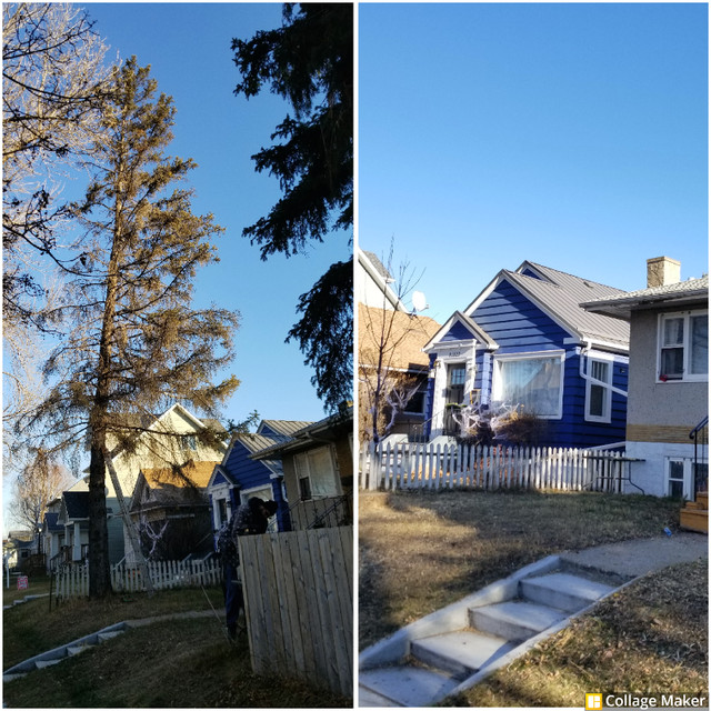 Affordable Tree Services in Lawn, Tree Maintenance & Eavestrough in St. Albert - Image 3