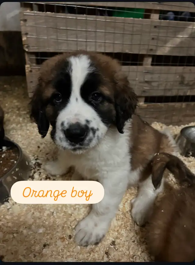 Saint Bernard mix puppies! in Dogs & Puppies for Rehoming in Winnipeg - Image 6
