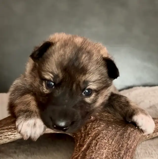 TAMASKAN SHEPHERD PUPS in Dogs & Puppies for Rehoming in Edmonton - Image 6
