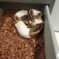 PROVEN HUGE PIED FEMALE