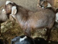 Boer X Buck Goats