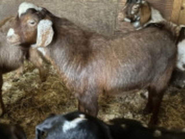 Boer X Buck Goats in Livestock in Chilliwack