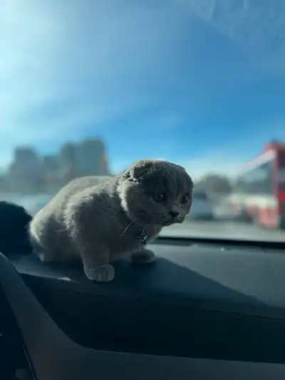 scottish fold kitten for sale, View more