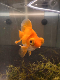 Fancy goldfish( rescue ) Ms.Fanta 1yr old