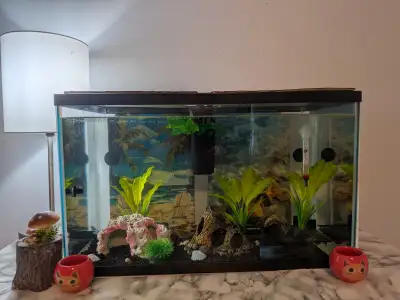 10gallon aquarium setup with Betta fish, View more
