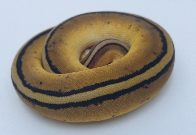 MUST GOPastel Genetic Stripe Het Enhancer Female in Reptiles & Amphibians for Rehoming in Kelowna - Image 2