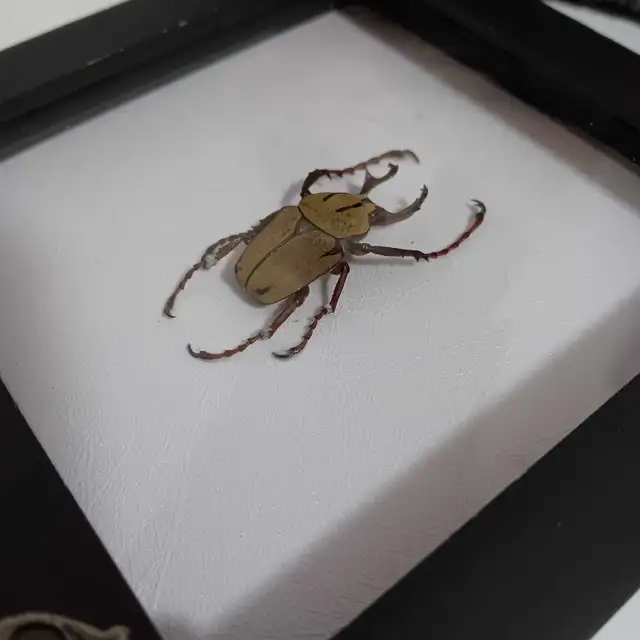 Framed Reindeer Horn Beetle Taxidermy Wall Decor Art in Home Décor & Accents in Ottawa - Image 3