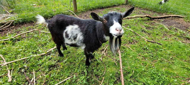 Nigerian Dwarf Goat, Doe in Livestock in Brantford - Image 3