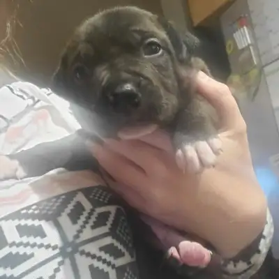 looking for forever homes, View more