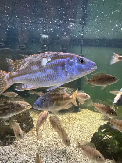 Nimbochromis Fuscotaeniatus fry, 4+ inch guaranteed males. 3 inch, 2 inch, 1 inch all unsexed. FYI -...