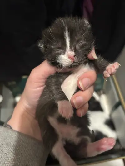 3 kittens looking for their forever homes!, View more