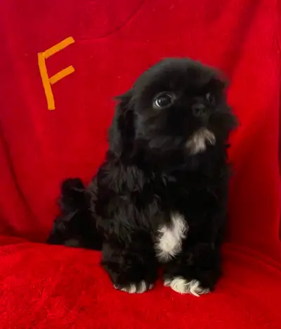 SHIH TZU PUPPIES FOR SALE, View more