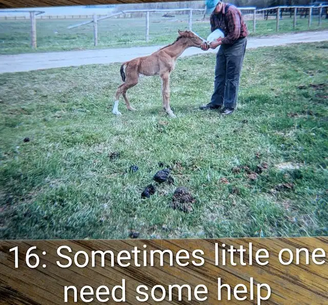 Learning Gentling horses539802913431234562