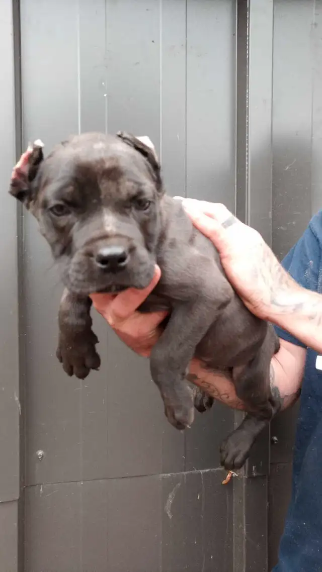 Cane Corso puppies in Dogs & Puppies for Rehoming in Owen Sound - Image 7