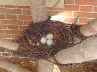 metal Bird nest sculpture