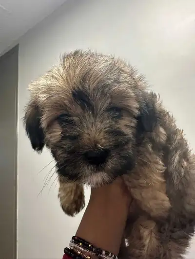  Adorable Non-Shedding Puppies Looking for Loving Homes!, View more