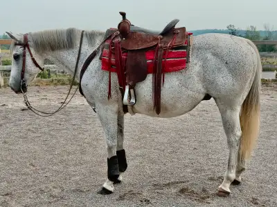 Horse for sale, View more