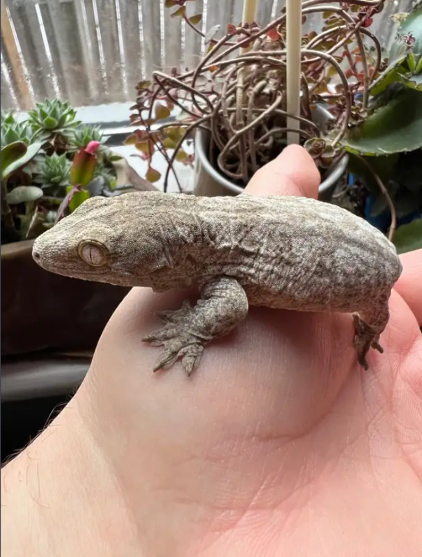 Beautiful Leachianus gecko in Reptiles & Amphibians for Rehoming in Ottawa - Image 2