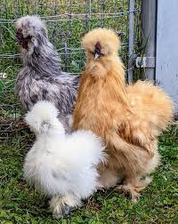 LOOKING for 3 months-  adult silkies 