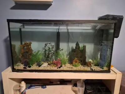 38 Gallon Fish Tank and Setup + 3 Black Kuhli Loaches, View more